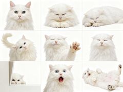 -瑞派天宁宠物医院·猫科·异宠中心
