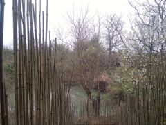 -会仙湿地