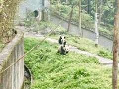 -中国大熊猫保护研究中心雅安碧峰峡基地