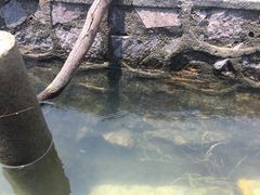 -广州市流溪河国家森林公园