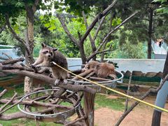 -西霞口神雕山野生动物世界