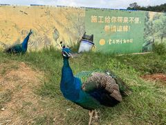 -云南野生动物园