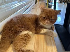 -平行世界·猫咖(首经贸店)
