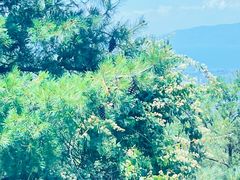 -苍山感通索道