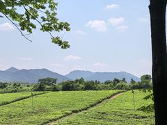 -宜兴龙背山森林公园