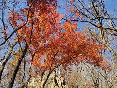 -关门山森林公园