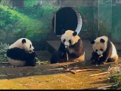 -中国大熊猫保护研究中心雅安碧峰峡基地