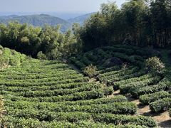 -长沙黑麋峰国家森林公园