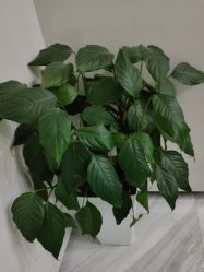 -悟空祛痘·诺奖技术专业店