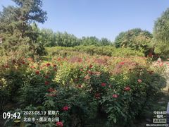 -莲花池公园