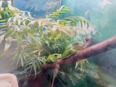 -上海大自然野生昆虫馆