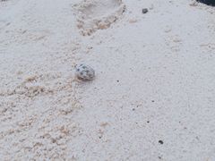 -珊瑚岛