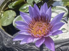-深圳仙湖植物园