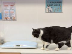 -天使宠物医院·犬猫分诊(彩虹店)