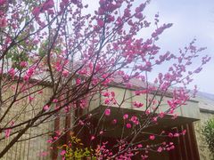 -杭州桐庐康莱德酒店西餐厅-舍