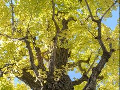 -千年银杏谷文化旅游区