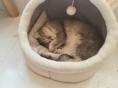 -Let's go狗咖·猫咖·奶狗·桌游(春熙路IFS店)