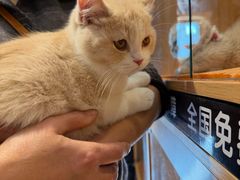 -欣宠猫屋·矮脚拿破仑·蓝金金渐层
