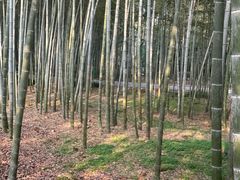 -杭州植物园