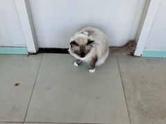 -怪兽屋·羊驼·猫咖·狗咖(俊华广场店)