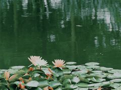 -陈家山荷花公园