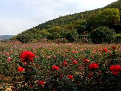 -龙寺生态园