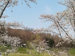 -羊山湖公园