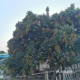 广州番禺区海鸥岛