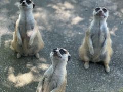 -苏州太湖西山岛开心农场