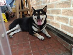 -柴犬高等学院·狗咖·柴犬售卖·宠物训练