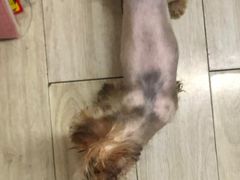 -BABYDOG宝贝狗宠物乐园(欧洲城店)