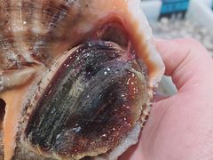 -老虎滩船说·海胆水饺·大连海鲜(老虎滩店)