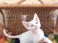 -十年猫舍·猫咪专门店(普陀店)