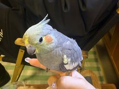 -吉丁鸟咖·异宠·寄养