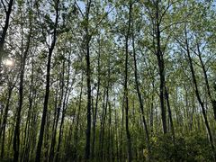 -合肥滨湖国家森林公园