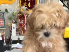 -半岛宠物医院24小时·内窥镜·牙科·碎石中心(府城大道店)