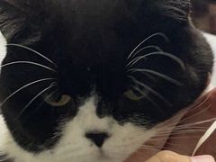 -关爱宠物医院·猫科中心·消化科(滨湖万达分院)