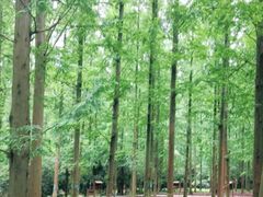 -东平国家森林公园