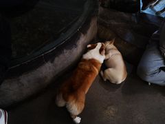 -百好乐宠物友好餐厅(朝外大街店)