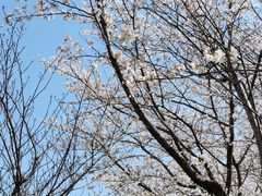 -高东镇樱花园