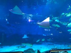 -烟台海昌鲸鲨海洋公园