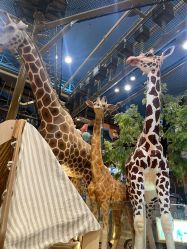 -卡通尼·Safari非洲探索乐园·生日会(金桥国际商业广场店)