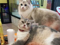 -Bastet sally猫舍购宠(静安店)