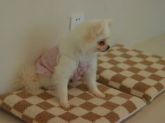 -怪兽屋·羊驼·猫咖·狗咖(俊华广场店)