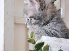 -十年猫舍·猫咪专门店(普陀店)