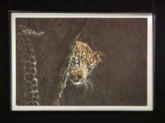 -罗红摄影艺术馆