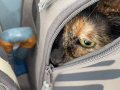 -纳吉亚猫专科动物诊疗中心(蒋宅口分院)