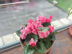 -慢丽江·云南野生菌土鸡锅(付家庄店)