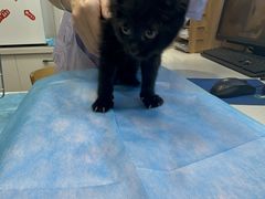 -瑞派·关忠动物医院·猫专科·犬专科(三环新城店)