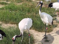 -盐城丹顶鹤湿地生态旅游区